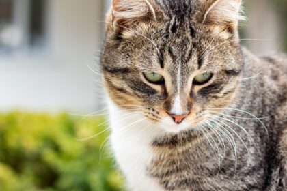 دانلود عکس پرتره گربه وحشی در گربه زندگی می کند در خیابان