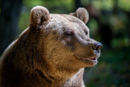 دانلود عکس پرتره خرس قهوه ای وحشی در حیوانات جنگلی پاییز در