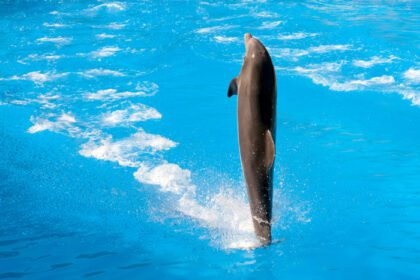 دانلود عکس پورتو د لا کروز تنریف اسپانیا نمایش دلفین در