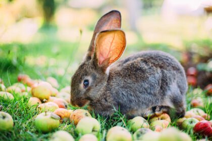دانلود عکس خرگوش در حال خوردن سیب در علف باغ