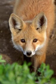 دانلود عکس توله سگ روباه قرمز در ساسکاچوان