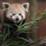 سبد خرید و پرداخت