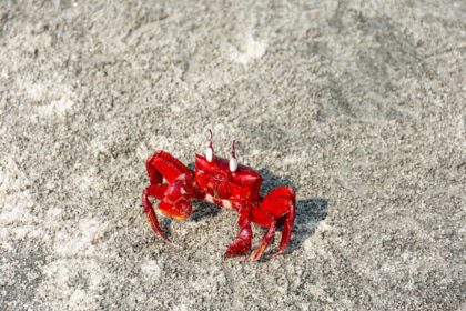 دانلود عکس سنگ قرمز دریا خرچنگ آب شیرین در ساحل شنی ساحل دریا