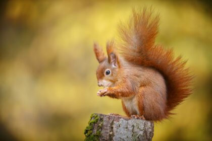 دانلود عکس سنجاب قرمز در رنگ های پاییزی