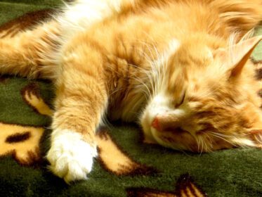 دانلود عکس گربه سفید قرمز روی مبل خوابیده