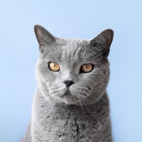 دانلود عکس بچه گربه آبی روسی با پس زمینه دیوار تک رنگ
