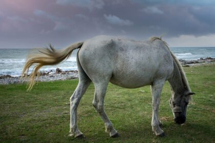 دانلود عکس منظره دریایی با اسب سفید در ساحل