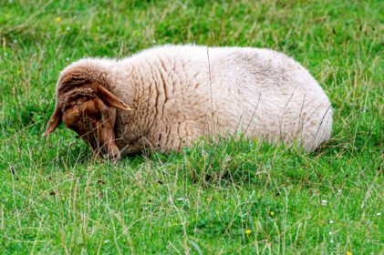 دانلود عکس گوسفند از گله در مزرعه سبز در یک روز غم انگیز