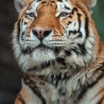 سبد خرید و پرداخت