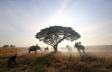 دانلود عکس سیلوئت فیل در پس زمینه فیل غروب آفتاب