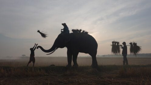 دانلود عکس سیلوئت فیل در پس زمینه فیل غروب آفتاب