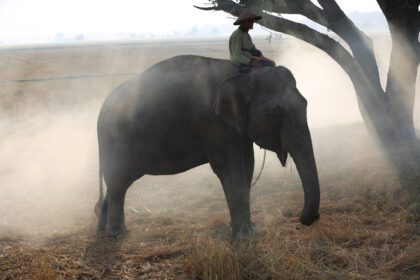 دانلود عکس سیلوئت ماهوت سوار بر فیل زیر درخت قبل از