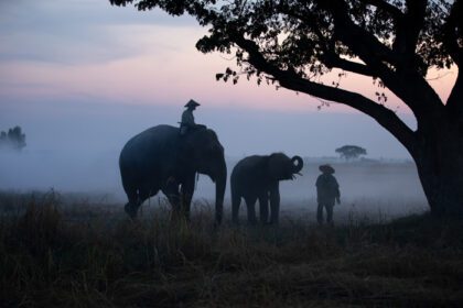 دانلود عکس سیلوئت ماهوت سوار بر فیل زیر درخت قبل از