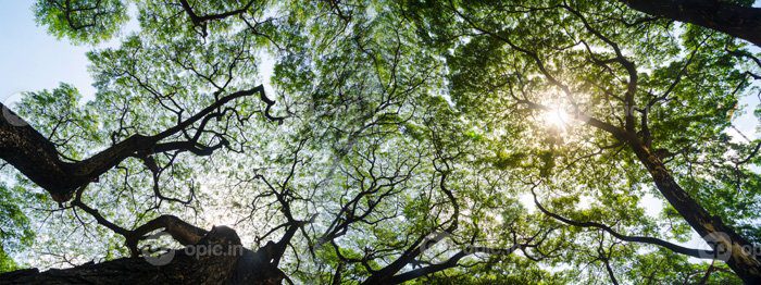 دانلود عکس پانوراما پس زمینه بنر از منظره جنگل های استوایی