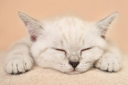 دانلود عکس گربه خوابیده از نزدیک فوکوس نرم