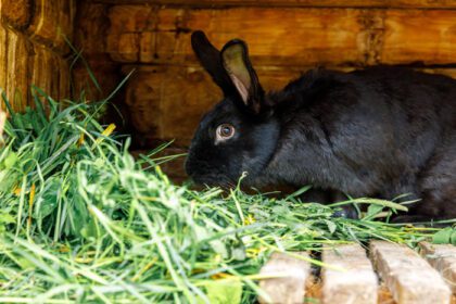 دانلود عکس تغذیه کوچک خرگوش سیاه در حال جویدن علف در کلبه خرگوش