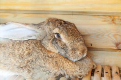 دانلود عکس تغذیه خرگوش قهوه ای کوچک در مزرعه حیوانات در کلبه خرگوش