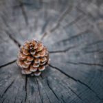 دانلود فونت الفبای مدرن تایپوگرافی فونت های سبک شهری برای