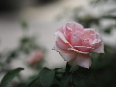 دانلود عکس گل صورتی رنگ شکوفه در باغ تار از طبیعت