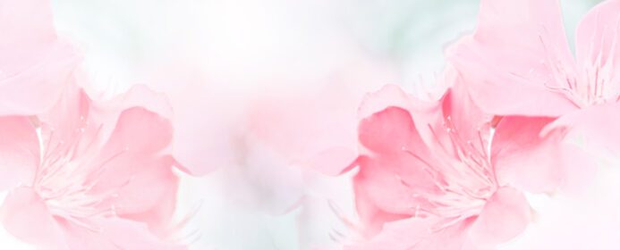 دانلود عکس صورتی قرمز زیبا پس زمینه شاخه شکوفه گل بهاری با فضای کپی رایگان برای کارت پستال یا صفحه جلد قالب وب بنر و هدر