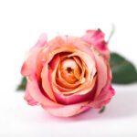 دانلود وکتور وکتور نقاشی خطی صورت های زن با گل