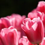 دانلود وکتور بارش شهابی بر روی تپه های بالای شهر