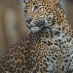 سبد خرید و پرداخت