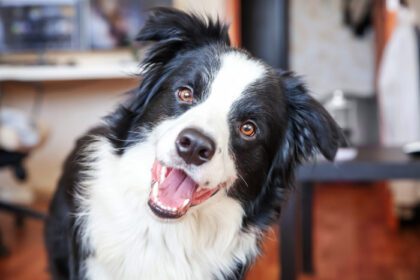 دانلود عکس در خانه بمانید پرتره خنده دار از حاشیه سگ توله سگ خندان زیبا