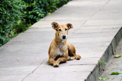 دانلود عکس طبیعت حیوانات مسیر پیاده روی سگ های ولگرد