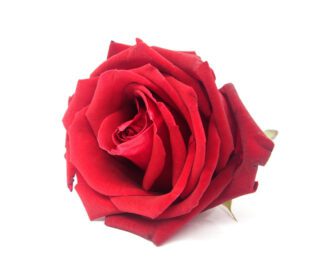 دانلود عکس گل رز قرمز جدا شده در پس زمینه سفید