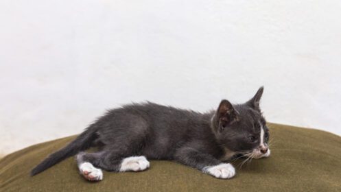 دانلود عکس بچه گربه خاکستری تایلند