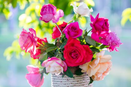 دانلود عکس گل رز و نور گرم در پس زمینه باغ لحظات زیبا