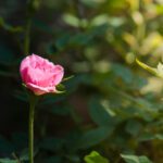 سبد خرید و پرداخت