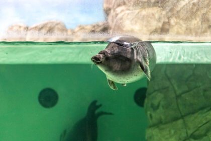 دانلود عکس شنای فوک بایکال زیر آب مهر در آکواریوم مشاهده دنیای حیوانات