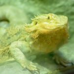 سبد خرید و پرداخت