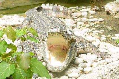 دانلود عکس تمساح بزرگ در باغ وحش