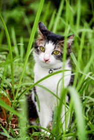 دانلود عکس گربه سیاه و سفید در حال بازی روی چمن سبز ناز