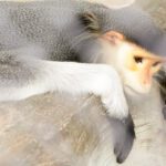 سبد خرید و پرداخت