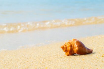 دانلود عکس صدف دریایی در پس زمینه تابستانی شنی