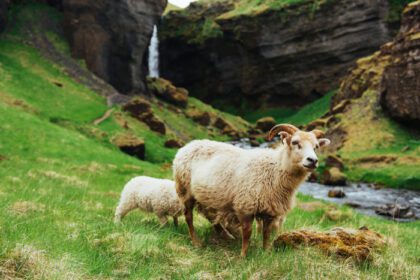 دانلود عکس گوسفند ایسلندی مناظر فوق العاده از آبشار در