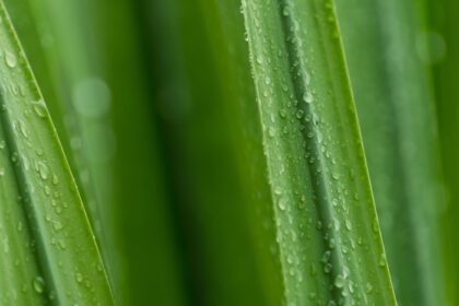 دانلود عکس فوکوس انتخابی برگهای سبز تازه با قطره آب باران