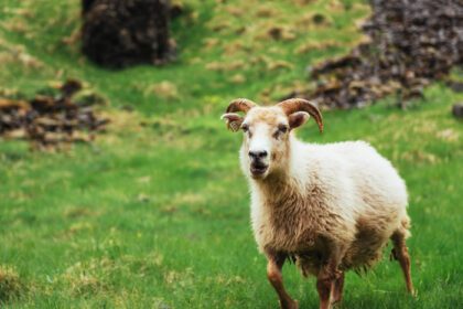 دانلود عکس گوسفند ایسلندی