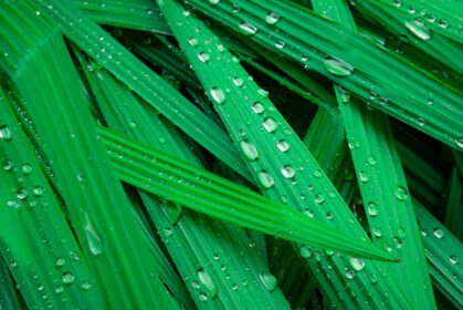 دانلود عکس فوکوس انتخابی برگهای سبز تازه با قطره آب باران