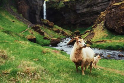 دانلود عکس گوسفند ایسلندی