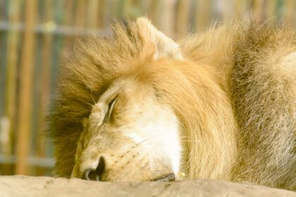 دانلود عکس شیر خوابیده در باغ وحش
