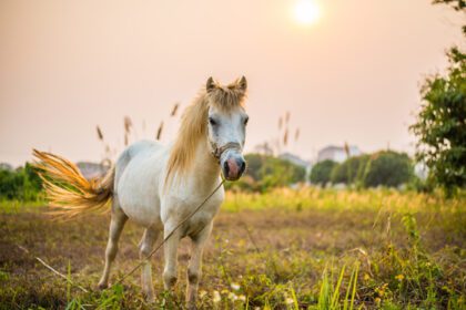 دانلود عکس اسب سفید در باغ در هنگام سحر