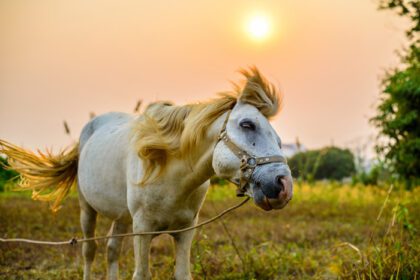 دانلود عکس حرکت اسب سفید در هنگام غروب آفتاب