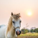 وکتور چرخ فلک پست قالب ماکت رابط برنامه موبایل با