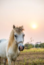 دانلود عکس اسب سفید ایستاده در مزرعه هنگام غروب آفتاب