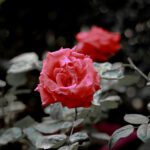 سبد خرید و پرداخت